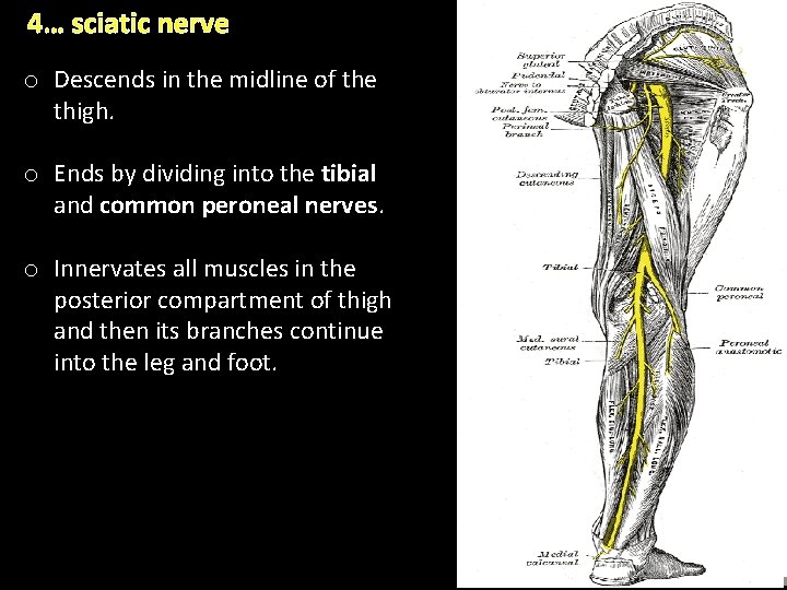 4… sciatic nerve o Descends in the midline of the thigh. o Ends by 4… sciatic nerve o Descends in the midline of the thigh. o Ends by