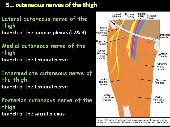 5… cutaneous nerves of the thigh Lateral cutaneous nerve of the thigh branch of 5… cutaneous nerves of the thigh Lateral cutaneous nerve of the thigh branch of