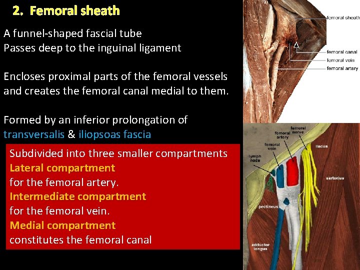 2. Femoral sheath A funnel-shaped fascial tube Passes deep to the inguinal ligament Encloses 2. Femoral sheath A funnel-shaped fascial tube Passes deep to the inguinal ligament Encloses