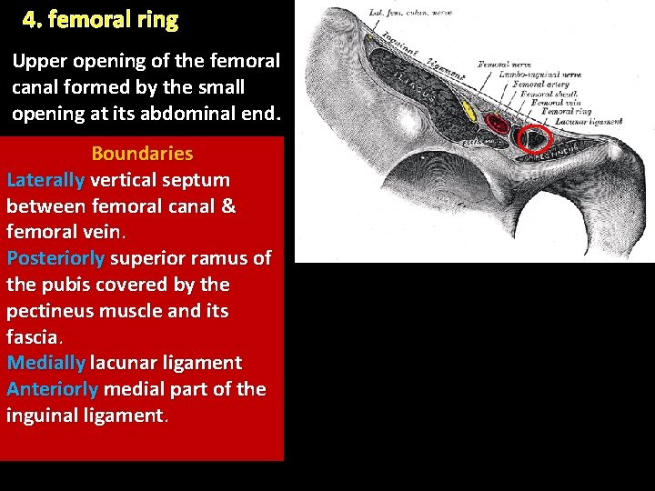 4. femoral ring Upper opening of the femoral canal formed by the small opening 4. femoral ring Upper opening of the femoral canal formed by the small opening