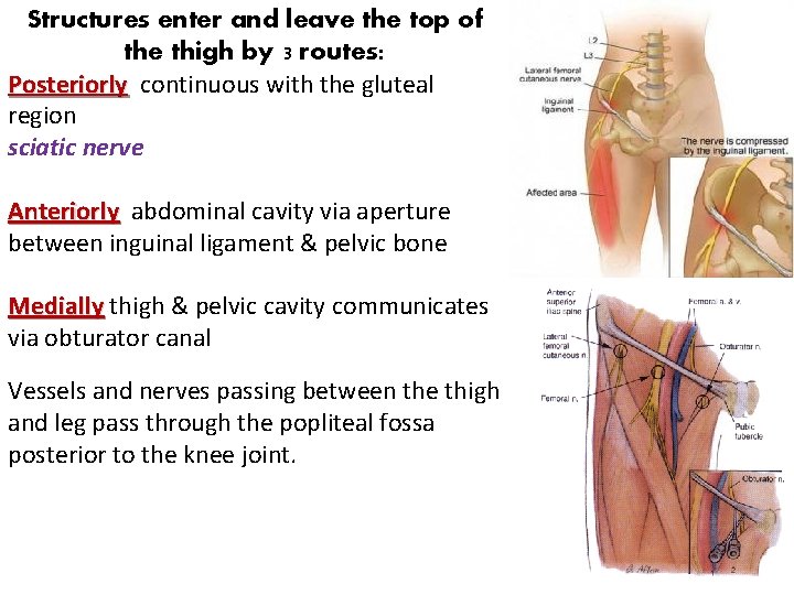 Structures enter and leave the top of the thigh by 3 routes: Posteriorly continuous Structures enter and leave the top of the thigh by 3 routes: Posteriorly continuous