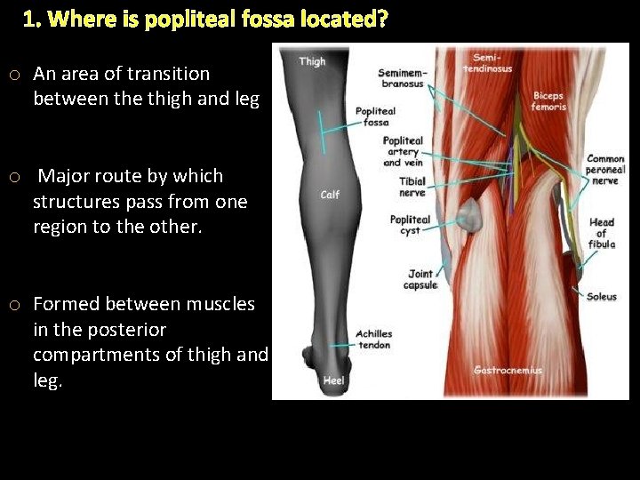 1. Where is popliteal fossa located? o An area of transition between the thigh 1. Where is popliteal fossa located? o An area of transition between the thigh