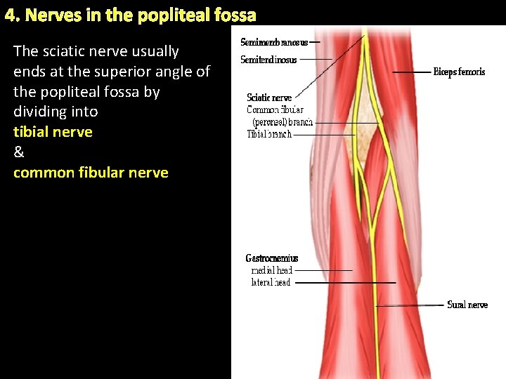 4. Nerves in the popliteal fossa The sciatic nerve usually ends at the superior 4. Nerves in the popliteal fossa The sciatic nerve usually ends at the superior