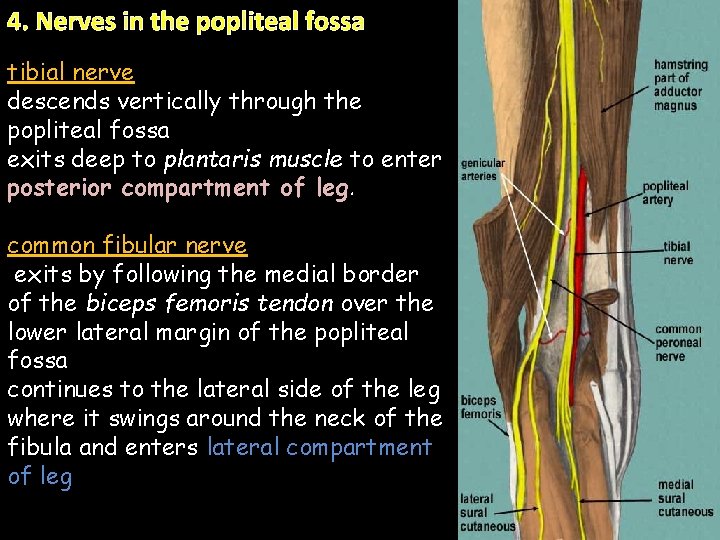 4. Nerves in the popliteal fossa tibial nerve descends vertically through the popliteal fossa 4. Nerves in the popliteal fossa tibial nerve descends vertically through the popliteal fossa