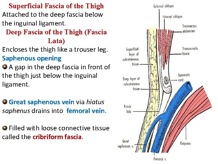 Superficial Fascia of the Thigh Attached to the deep fascia below the inguinal ligament. Superficial Fascia of the Thigh Attached to the deep fascia below the inguinal ligament.