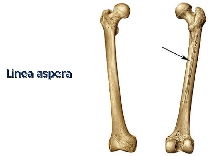 Linea aspera Linea aspera