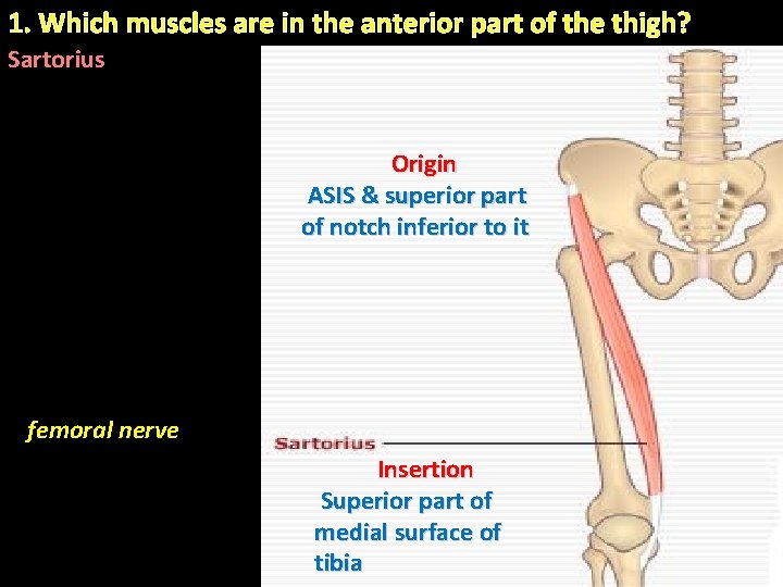 1. Which muscles are in the anterior part of the thigh? Sartorius Origin ASIS 1. Which muscles are in the anterior part of the thigh? Sartorius Origin ASIS