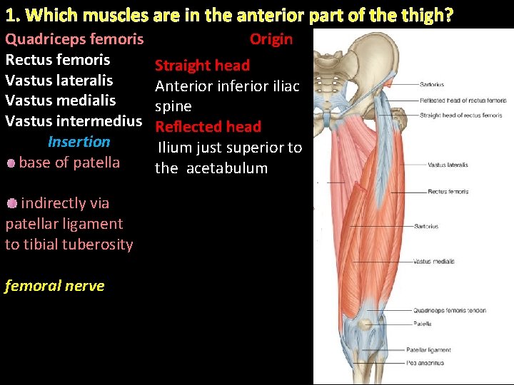 1. Which muscles are in the anterior part of the thigh? Quadriceps femoris Rectus 1. Which muscles are in the anterior part of the thigh? Quadriceps femoris Rectus