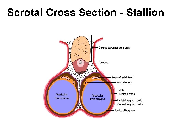 Scrotal Cross Section - Stallion 