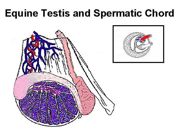 Equine Testis and Spermatic Chord 