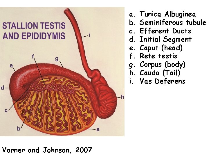 a. b. c. d. e. f. g. h. i. Varner and Johnson, 2007 Tunica
