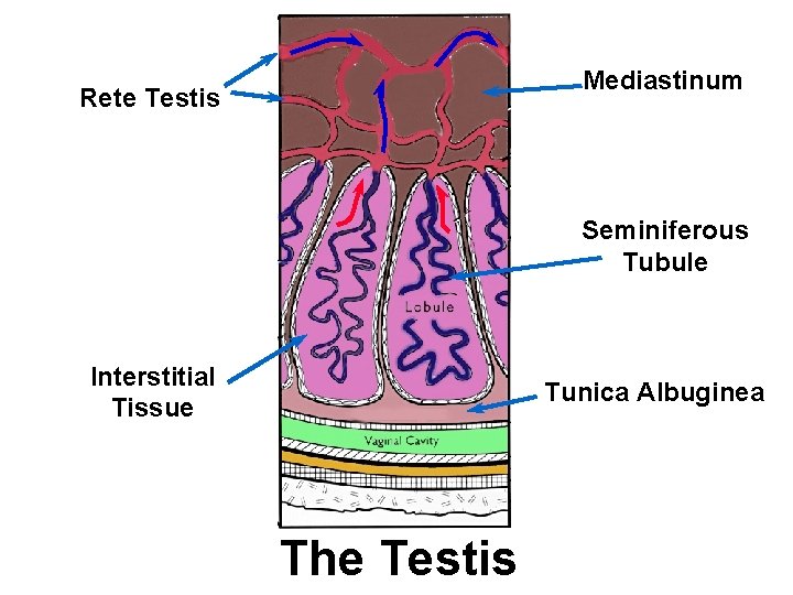 Mediastinum Rete Testis Seminiferous Tubule Interstitial Tissue Tunica Albuginea The Testis 