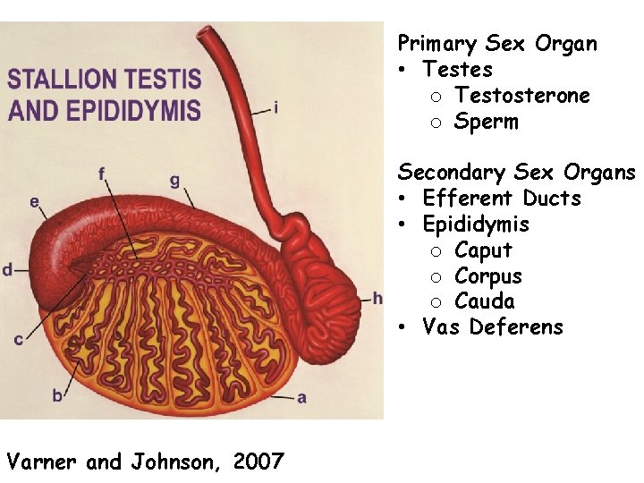 Primary Sex Organ • Testes o Testosterone o Sperm Secondary Sex Organs • Efferent