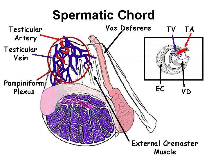 Spermatic Chord Testicular Artery Vas Deferens TV TA Testicular Vein Pampiniform Plexus EC VD