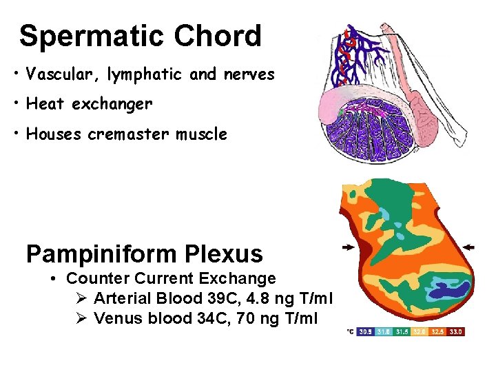 Spermatic Chord • Vascular, lymphatic and nerves • Heat exchanger • Houses cremaster muscle