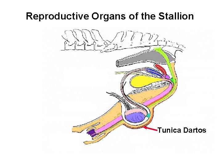 Reproductive Organs of the Stallion Tunica Dartos 
