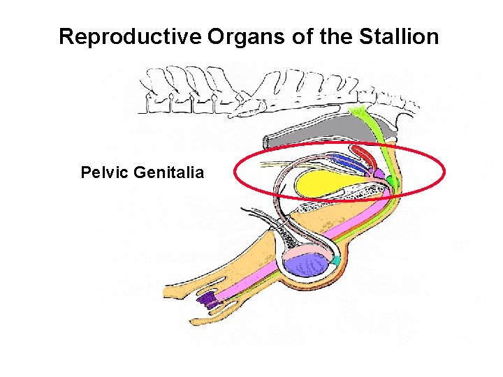 Reproductive Organs of the Stallion Pelvic Genitalia 