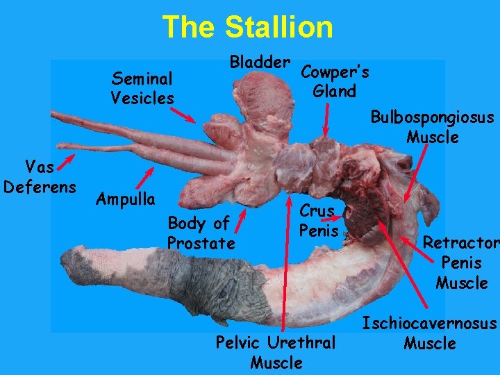The Stallion Seminal Vesicles Vas Deferens Bladder Cowper’s Gland Bulbospongiosus Muscle Ampulla Body of