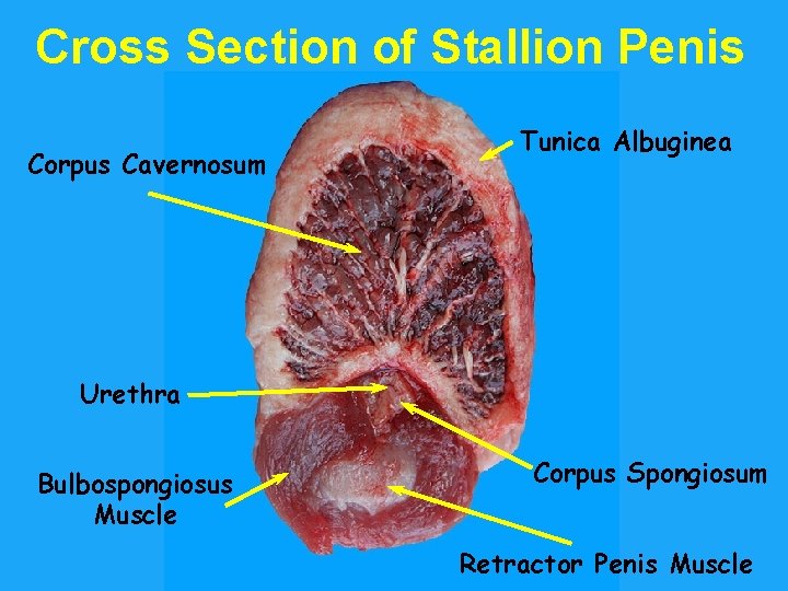 Cross Section of Stallion Penis Corpus Cavernosum Tunica Albuginea Urethra Bulbospongiosus Muscle Corpus Spongiosum
