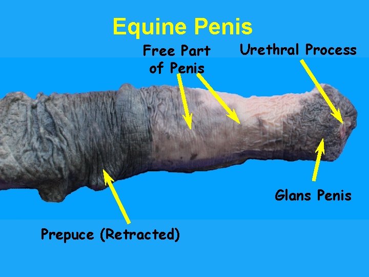 Equine Penis Free Part of Penis Urethral Process Glans Penis Prepuce (Retracted) 
