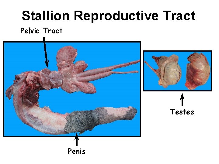 Stallion Reproductive Tract Pelvic Tract Testes Penis 