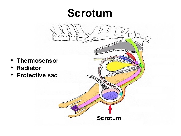 Scrotum • • • Thermosensor Radiator Protective sac Scrotum 