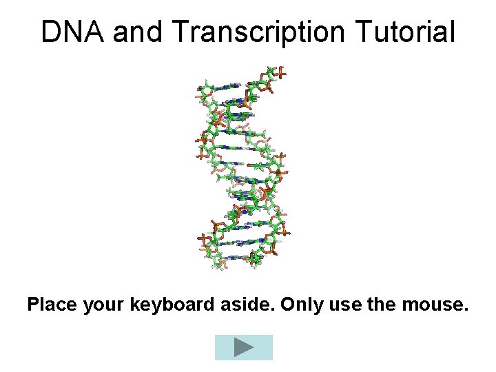 DNA and Transcription Tutorial Place your keyboard aside. Only use the mouse. 