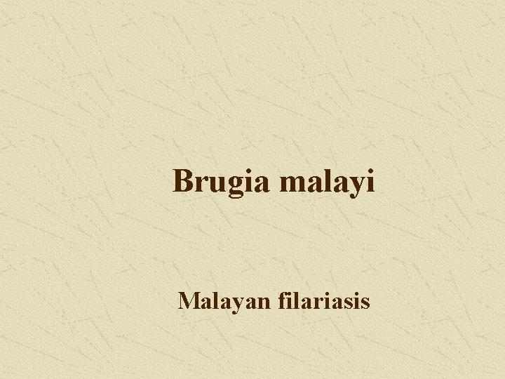 Brugia malayi Malayan filariasis 