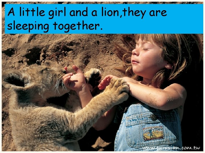 A little girl and a lion, they are sleeping together. 