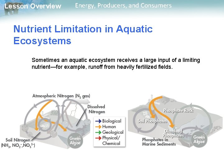 Lesson Overview Energy, Producers, and Consumers Nutrient Limitation in Aquatic Ecosystems Sometimes an aquatic Lesson Overview Energy, Producers, and Consumers Nutrient Limitation in Aquatic Ecosystems Sometimes an aquatic
