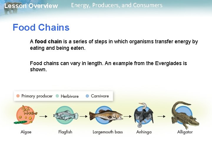 Lesson Overview Energy, Producers, and Consumers Food Chains A food chain is a series Lesson Overview Energy, Producers, and Consumers Food Chains A food chain is a series