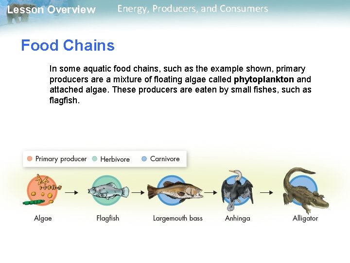 Lesson Overview Energy, Producers, and Consumers Food Chains In some aquatic food chains, such Lesson Overview Energy, Producers, and Consumers Food Chains In some aquatic food chains, such