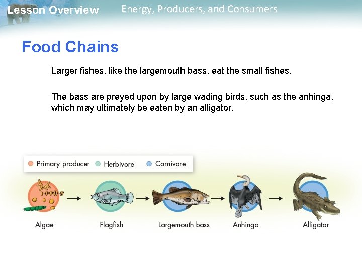 Lesson Overview Energy, Producers, and Consumers Food Chains Larger fishes, like the largemouth bass, Lesson Overview Energy, Producers, and Consumers Food Chains Larger fishes, like the largemouth bass,