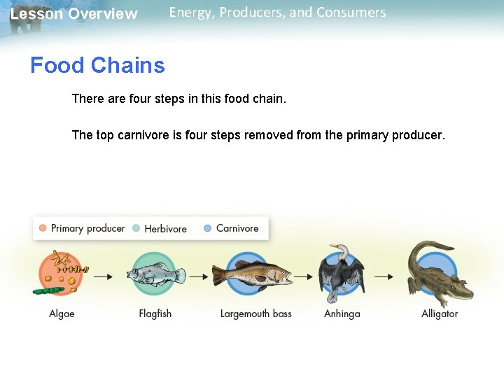 Lesson Overview Energy, Producers, and Consumers Food Chains There are four steps in this Lesson Overview Energy, Producers, and Consumers Food Chains There are four steps in this