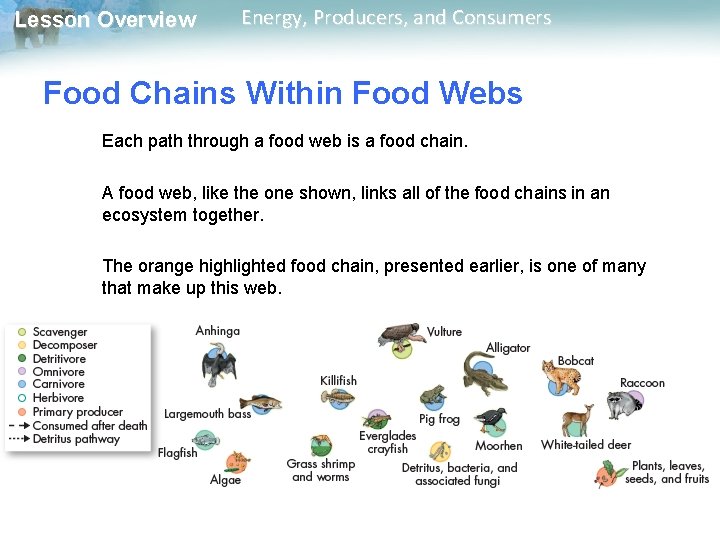 Lesson Overview Energy, Producers, and Consumers Food Chains Within Food Webs Each path through Lesson Overview Energy, Producers, and Consumers Food Chains Within Food Webs Each path through