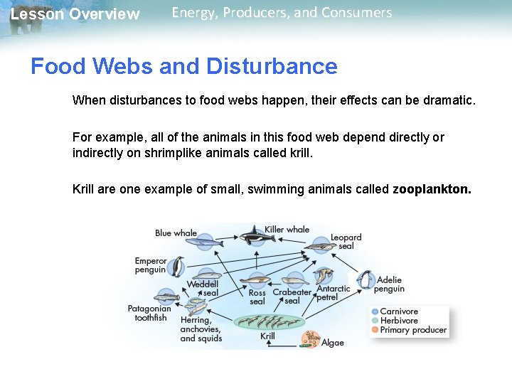 Lesson Overview Energy, Producers, and Consumers Food Webs and Disturbance When disturbances to food Lesson Overview Energy, Producers, and Consumers Food Webs and Disturbance When disturbances to food