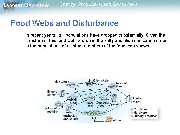 Lesson Overview Energy, Producers, and Consumers Food Webs and Disturbance In recent years, krill Lesson Overview Energy, Producers, and Consumers Food Webs and Disturbance In recent years, krill