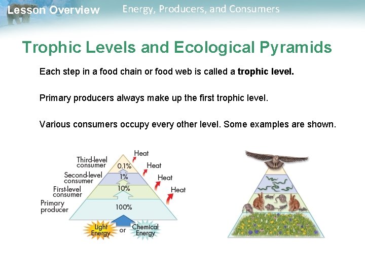 Lesson Overview Energy, Producers, and Consumers Trophic Levels and Ecological Pyramids Each step in Lesson Overview Energy, Producers, and Consumers Trophic Levels and Ecological Pyramids Each step in