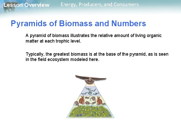 Lesson Overview Energy, Producers, and Consumers Pyramids of Biomass and Numbers A pyramid of Lesson Overview Energy, Producers, and Consumers Pyramids of Biomass and Numbers A pyramid of