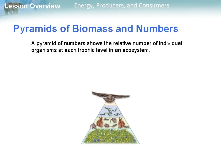 Lesson Overview Energy, Producers, and Consumers Pyramids of Biomass and Numbers A pyramid of Lesson Overview Energy, Producers, and Consumers Pyramids of Biomass and Numbers A pyramid of