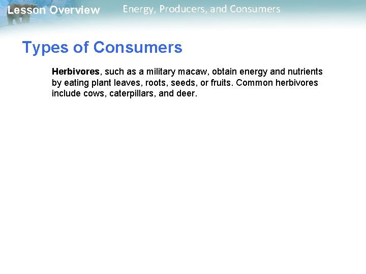 Lesson Overview Energy, Producers, and Consumers Types of Consumers Herbivores, such as a military Lesson Overview Energy, Producers, and Consumers Types of Consumers Herbivores, such as a military