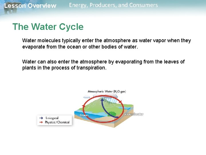 Lesson Overview Energy, Producers, and Consumers The Water Cycle Water molecules typically enter the Lesson Overview Energy, Producers, and Consumers The Water Cycle Water molecules typically enter the