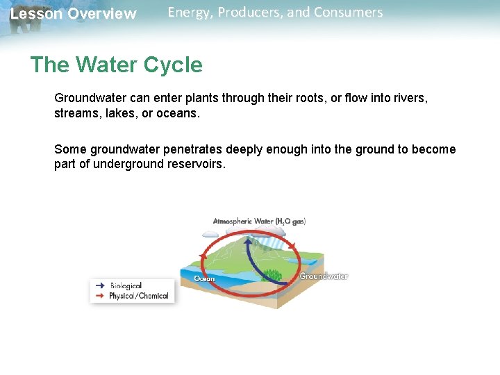 Lesson Overview Energy, Producers, and Consumers The Water Cycle Groundwater can enter plants through Lesson Overview Energy, Producers, and Consumers The Water Cycle Groundwater can enter plants through