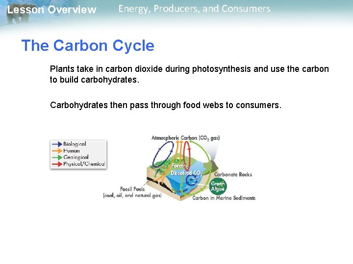 Lesson Overview Energy, Producers, and Consumers The Carbon Cycle Plants take in carbon dioxide Lesson Overview Energy, Producers, and Consumers The Carbon Cycle Plants take in carbon dioxide