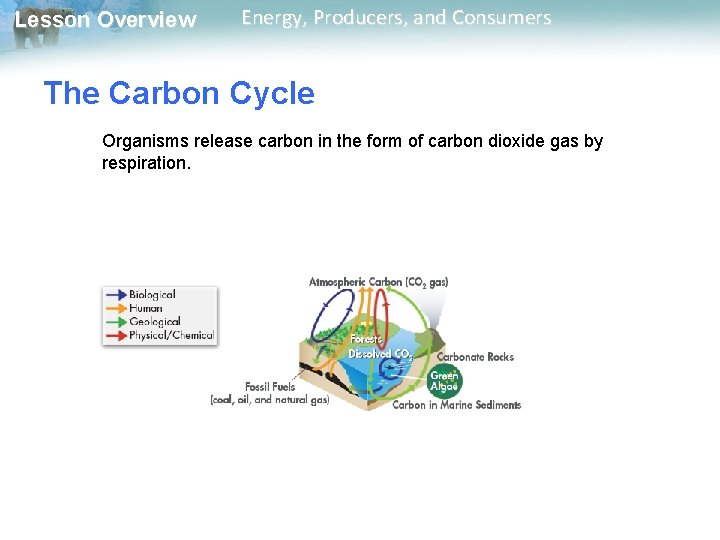 Lesson Overview Energy, Producers, and Consumers The Carbon Cycle Organisms release carbon in the Lesson Overview Energy, Producers, and Consumers The Carbon Cycle Organisms release carbon in the