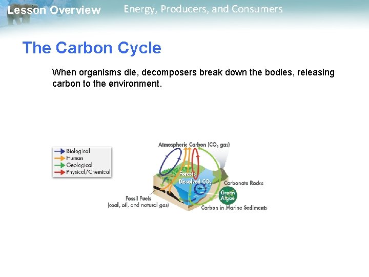Lesson Overview Energy, Producers, and Consumers The Carbon Cycle When organisms die, decomposers break Lesson Overview Energy, Producers, and Consumers The Carbon Cycle When organisms die, decomposers break