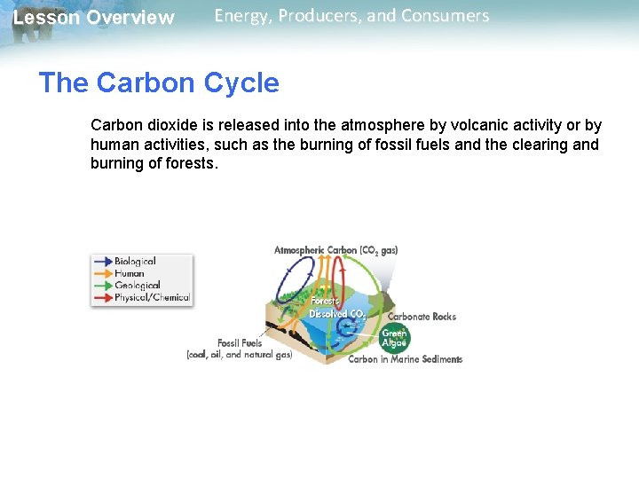 Lesson Overview Energy, Producers, and Consumers The Carbon Cycle Carbon dioxide is released into Lesson Overview Energy, Producers, and Consumers The Carbon Cycle Carbon dioxide is released into