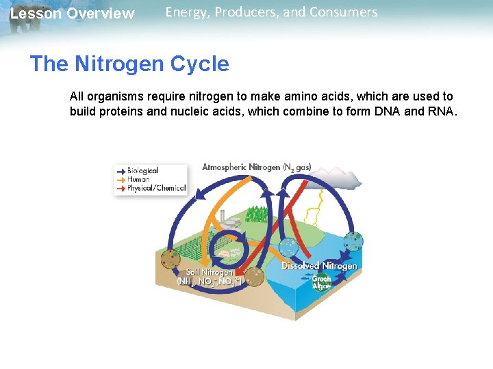 Lesson Overview Energy, Producers, and Consumers The Nitrogen Cycle All organisms require nitrogen to Lesson Overview Energy, Producers, and Consumers The Nitrogen Cycle All organisms require nitrogen to