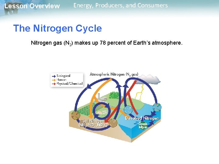 Lesson Overview Energy, Producers, and Consumers The Nitrogen Cycle Nitrogen gas (N 2) makes Lesson Overview Energy, Producers, and Consumers The Nitrogen Cycle Nitrogen gas (N 2) makes