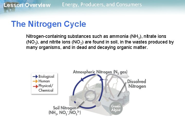Lesson Overview Energy, Producers, and Consumers The Nitrogen Cycle Nitrogen-containing substances such as ammonia Lesson Overview Energy, Producers, and Consumers The Nitrogen Cycle Nitrogen-containing substances such as ammonia